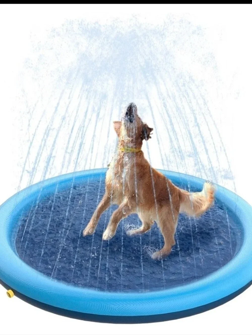 🐶 51